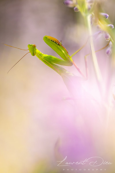 Mante religieuse - European mantis (Mantis religiosa) Canon EOS R3 - Canon EF 100mm Macro L IS USM